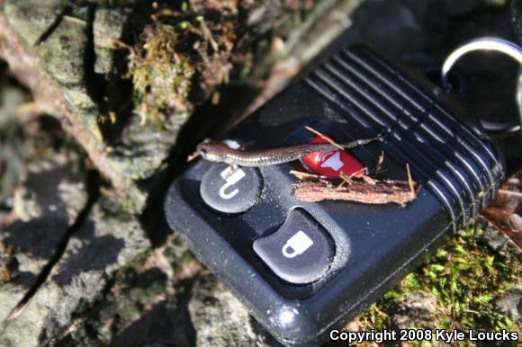 Eastern Red-backed Salamander (Plethodon cinereus)