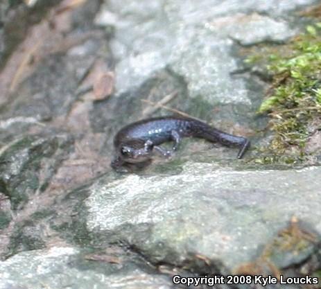 Eastern Red-backed Salamander (Plethodon cinereus)