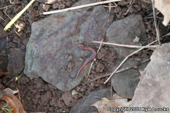 Eastern Red-backed Salamander (Plethodon cinereus)