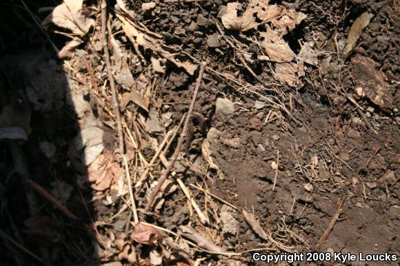 Eastern Red-backed Salamander (Plethodon cinereus)