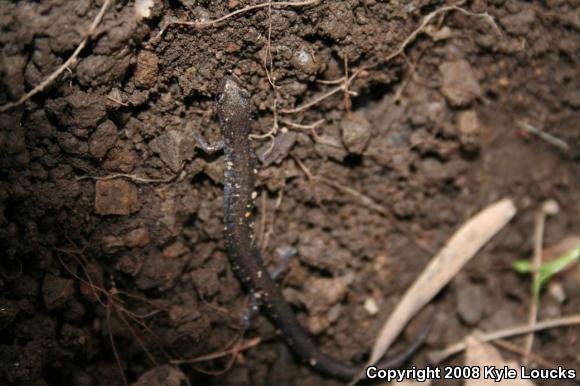 Eastern Red-backed Salamander (Plethodon cinereus)