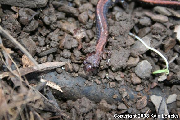 Eastern Red-backed Salamander (Plethodon cinereus)