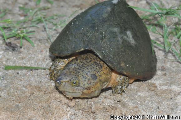 Razor-backed Musk Turtle (Sternotherus carinatus)