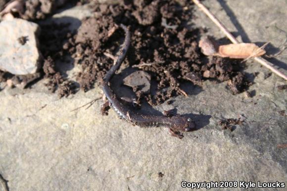 Eastern Red-backed Salamander (Plethodon cinereus)