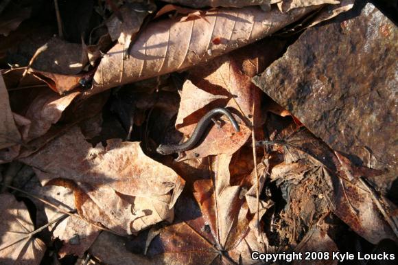 Eastern Red-backed Salamander (Plethodon cinereus)