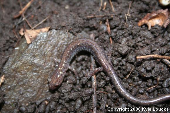 Eastern Red-backed Salamander (Plethodon cinereus)