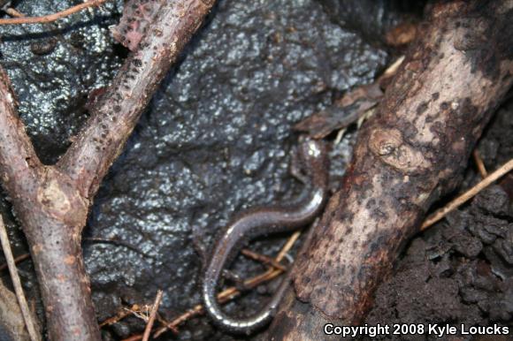 Eastern Red-backed Salamander (Plethodon cinereus)