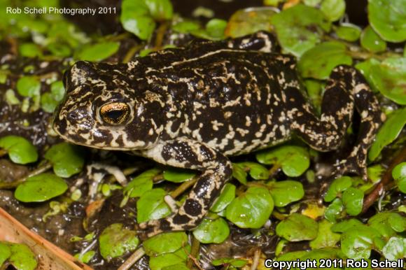 Black Toad (Anaxyrus exsul)