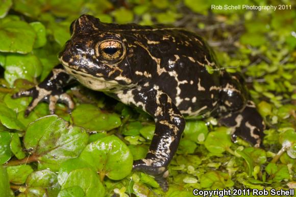 Black Toad (Anaxyrus exsul)