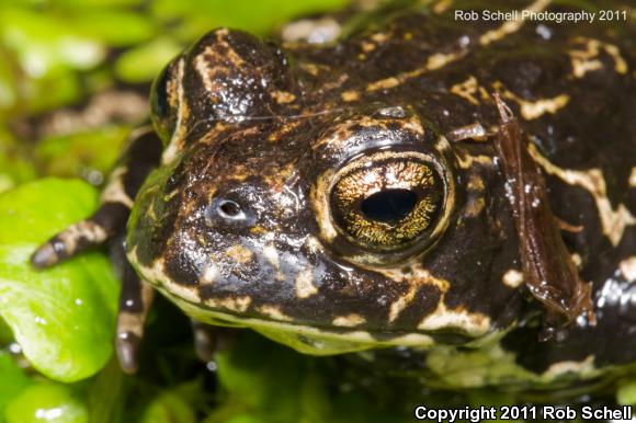 Black Toad (Anaxyrus exsul)