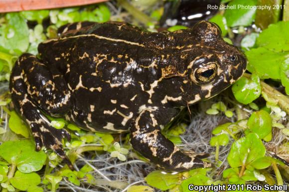 Black Toad (Anaxyrus exsul)