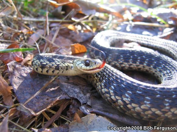 Eastern Gartersnake (Thamnophis sirtalis sirtalis)