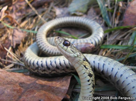 Eastern Gartersnake (Thamnophis sirtalis sirtalis)