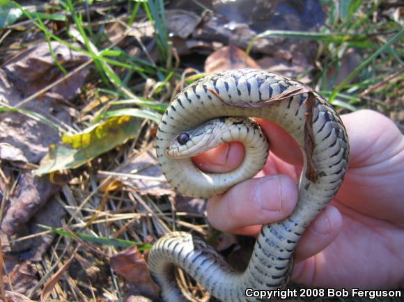 Eastern Gartersnake (Thamnophis sirtalis sirtalis)