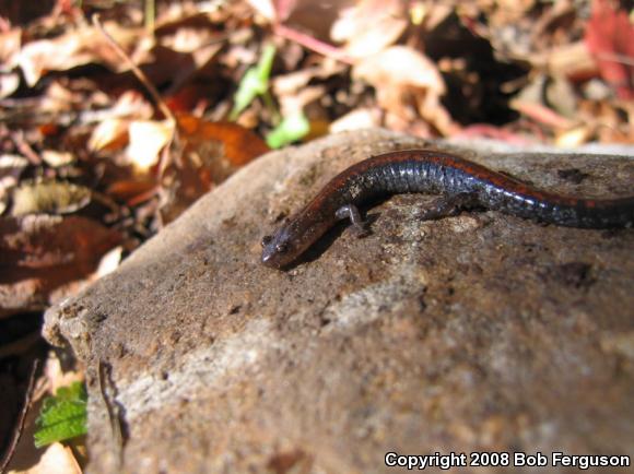 Eastern Red-backed Salamander (Plethodon cinereus)