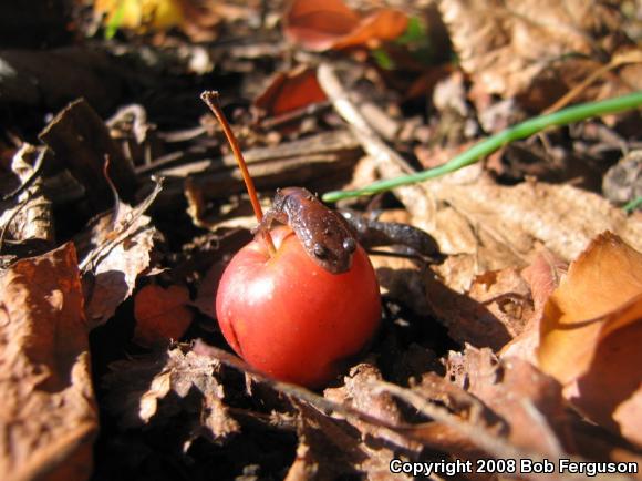 Eastern Red-backed Salamander (Plethodon cinereus)