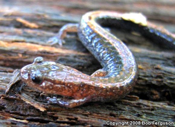 Eastern Red-backed Salamander (Plethodon cinereus)