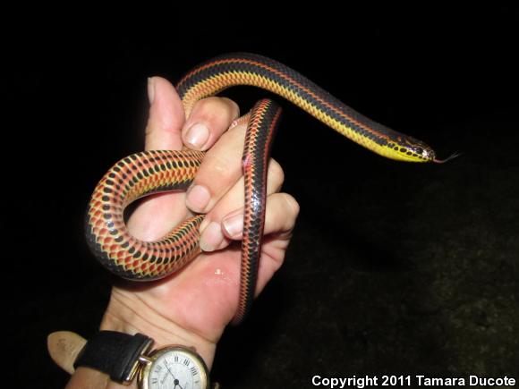 Common Rainbow Snake (Farancia erytrogramma erytrogramma)