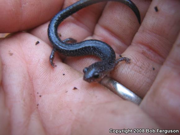 Eastern Red-backed Salamander (Plethodon cinereus)