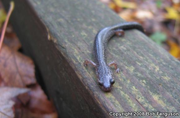 Eastern Red-backed Salamander (Plethodon cinereus)