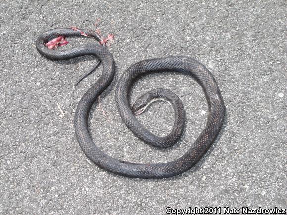 Eastern Ratsnake (Pantherophis alleghaniensis)