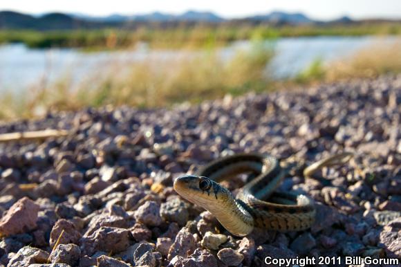 New Mexico Gartersnake (Thamnophis sirtalis dorsalis)