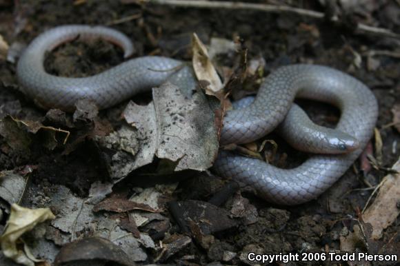 Midwestern Wormsnake (Carphophis amoenus helenae)