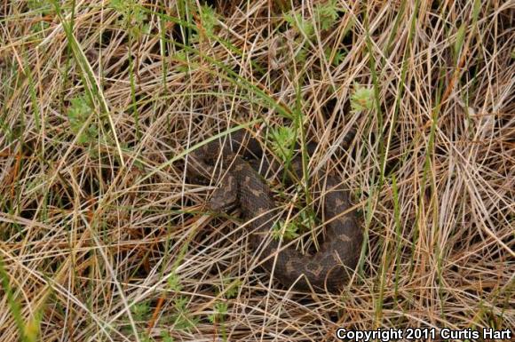 Eastern Massasauga (Sistrurus catenatus catenatus)