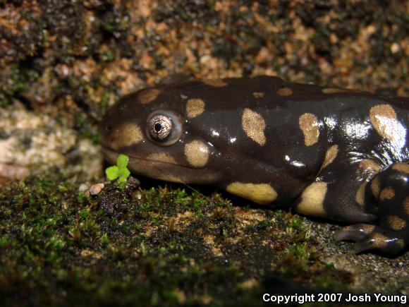 Eastern Tiger Salamander (Ambystoma tigrinum)