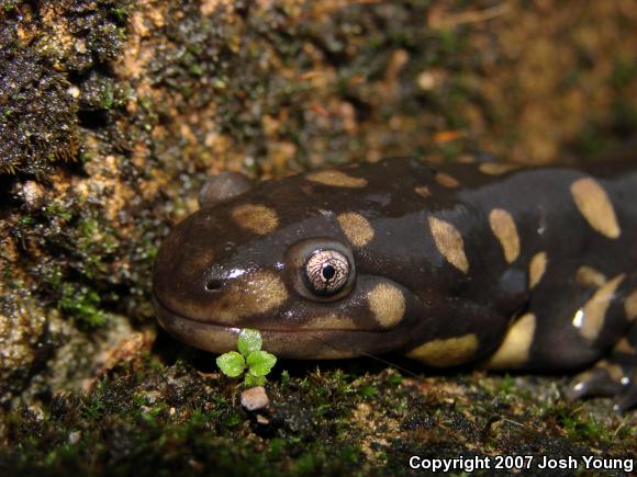 Eastern Tiger Salamander (Ambystoma tigrinum)