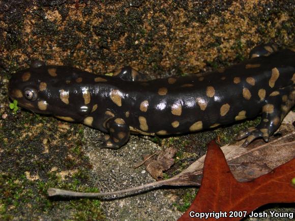 Eastern Tiger Salamander (Ambystoma tigrinum)