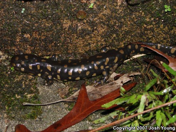 Eastern Tiger Salamander (Ambystoma tigrinum)