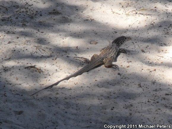 California Whiptail (Aspidoscelis tigris munda)