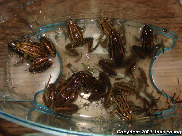 Florida Leopard Frog (Lithobates sphenocephalus sphenocephalus)