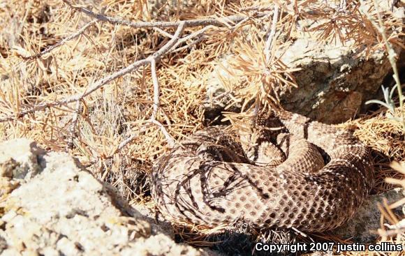 Western Diamond-backed Rattlesnake (Crotalus atrox)