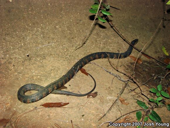 Banded Watersnake (Nerodia fasciata fasciata)