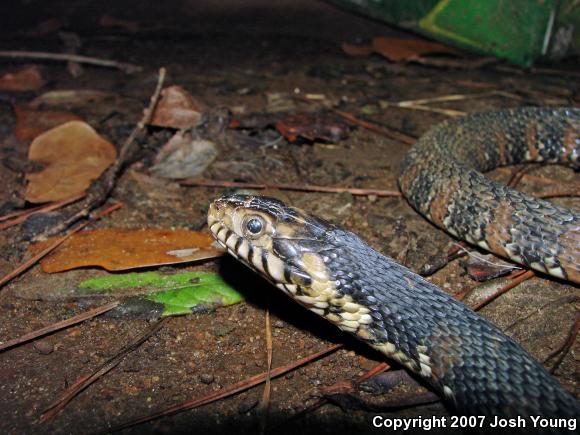 Banded Watersnake (Nerodia fasciata fasciata)