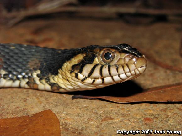 Banded Watersnake (Nerodia fasciata fasciata)