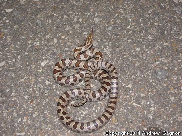 Prairie Kingsnake (Lampropeltis calligaster calligaster)