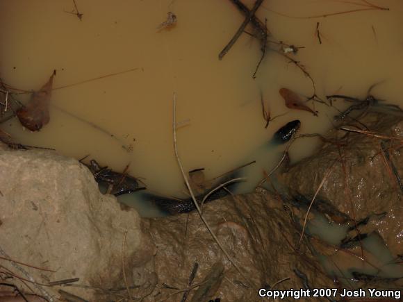 Banded Watersnake (Nerodia fasciata fasciata)