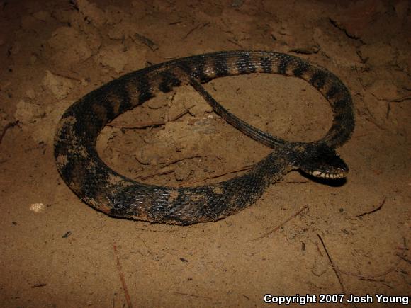 Banded Watersnake (Nerodia fasciata fasciata)