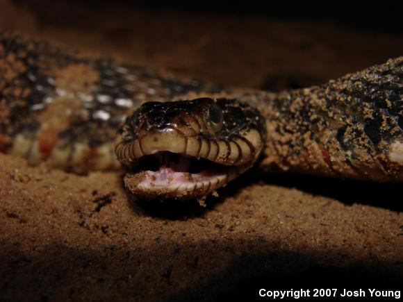 Banded Watersnake (Nerodia fasciata fasciata)