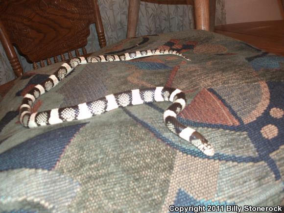 Isla Cerralvo Long-nosed Snake (Rhinocheilus etheridgei)