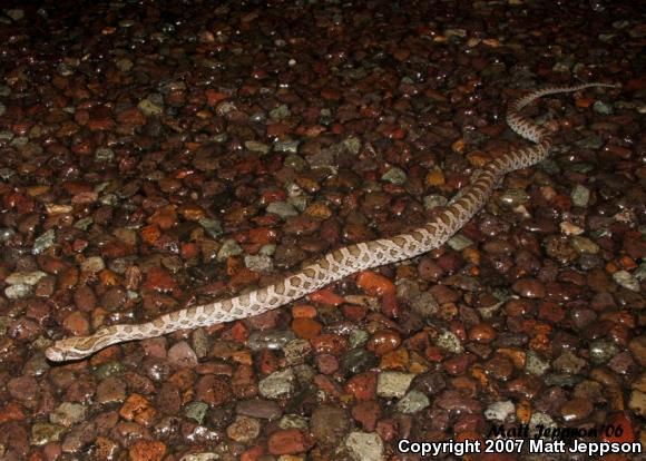 Great Plains Ratsnake (Pantherophis emoryi)