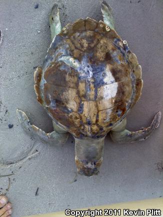 Loggerhead Sea Turtle (Caretta caretta)