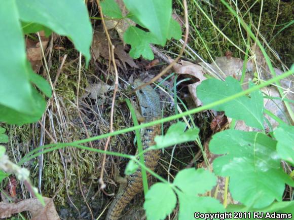 Shasta Alligator Lizard (Elgaria coerulea shastensis)