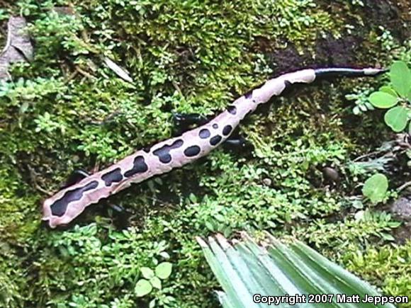 Salvin's Mushroomtongue Salamander (Bolitoglossa salvinii)