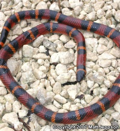 Blanchard's Milksnake (Lampropeltis triangulum blanchardi)