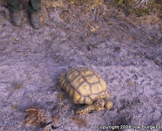 African Spurred Tortoise (Geochelone sulcata)
