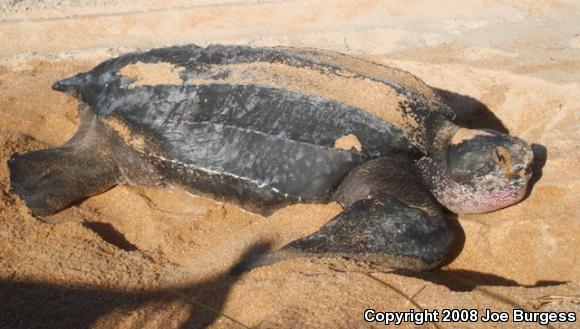 Leatherback Sea Turtle (Dermochelys coriacea)